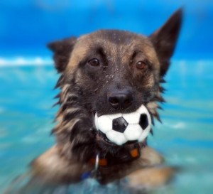 Hundesport mit Malinois