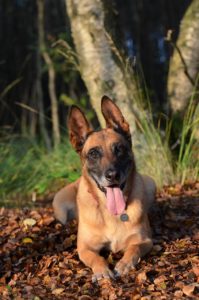 Malinois