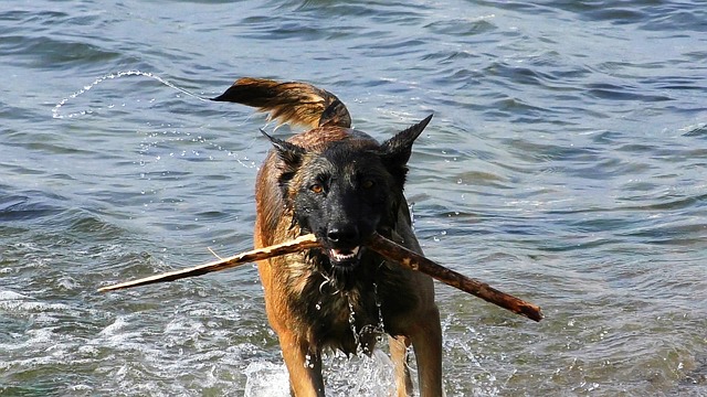 Malinois Hund